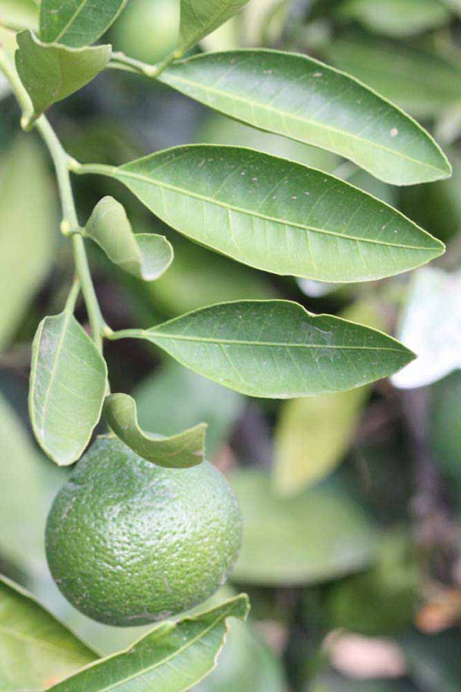              Sun leaves (Riverside, CA)       