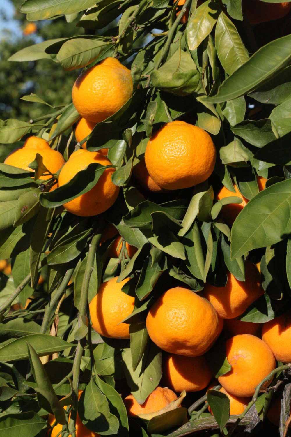              Fruit (Riverside, CA)       