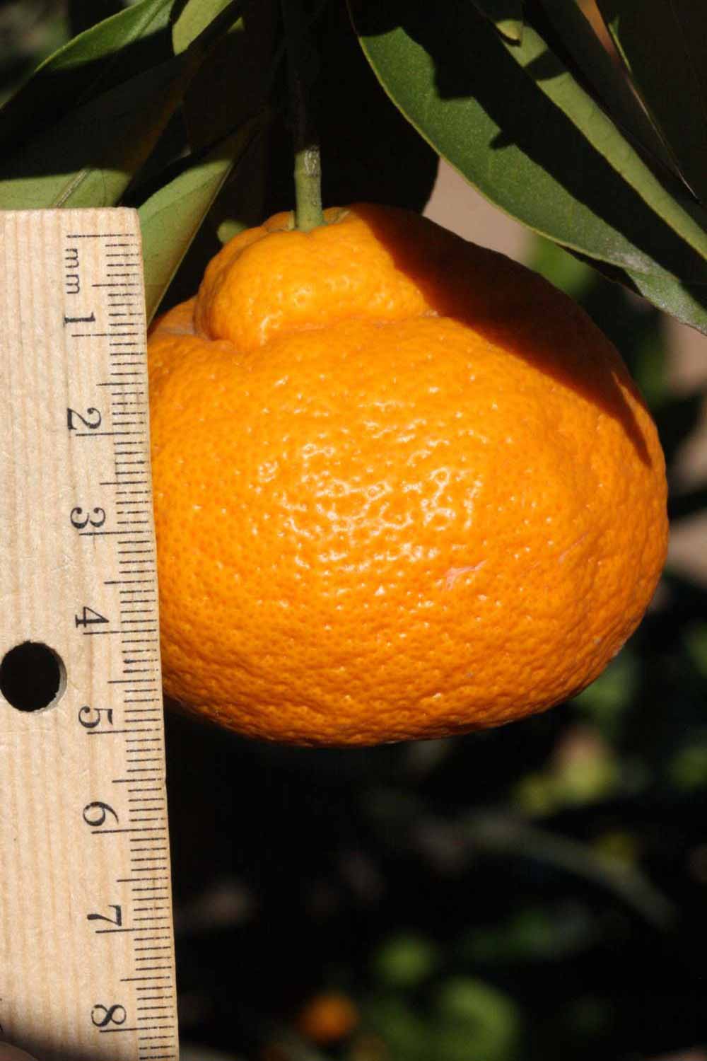              Fruit (Riverside, CA)       