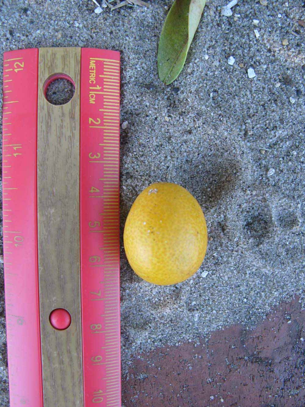              Fruit (Winter Haven, FL)       