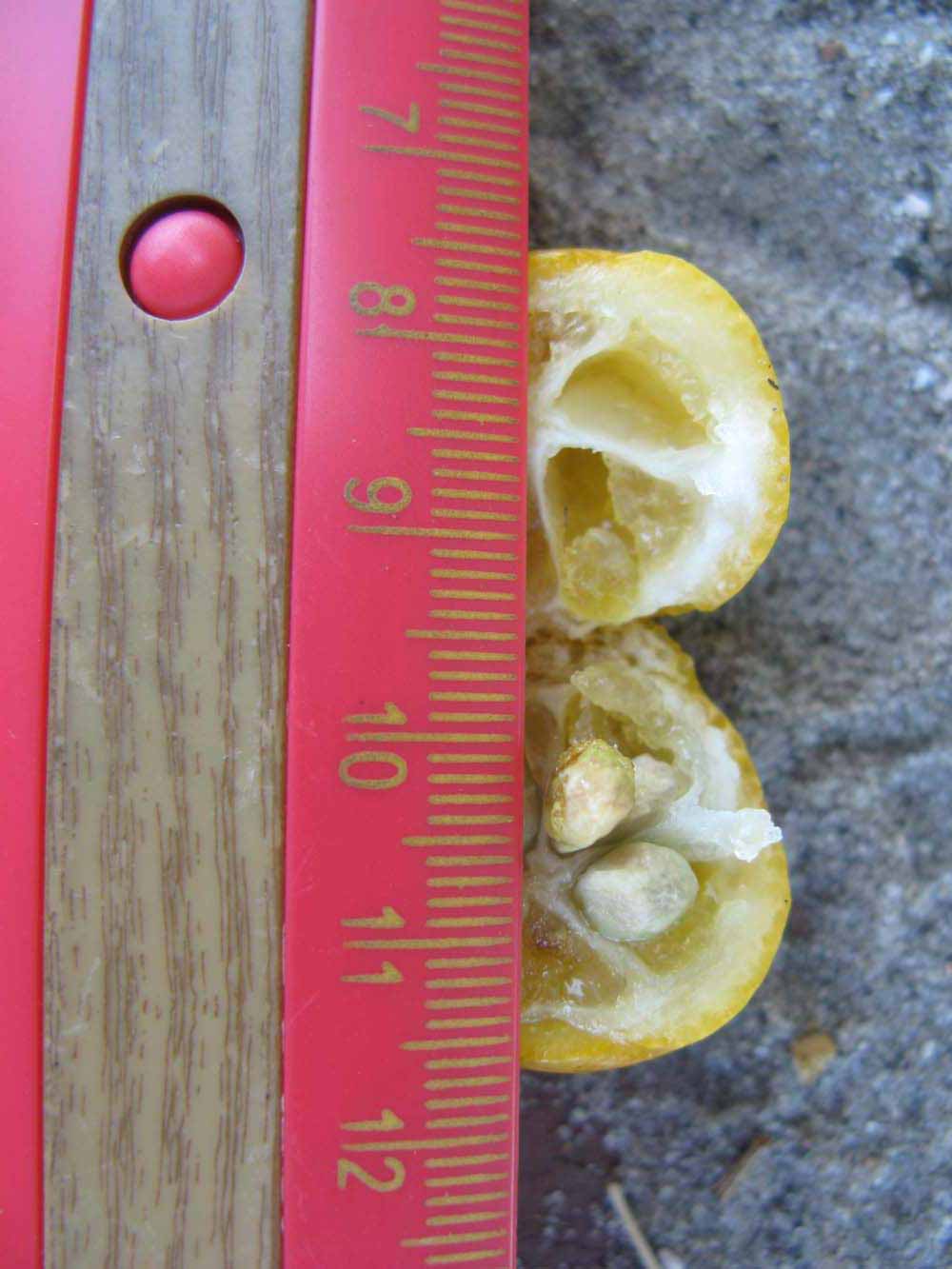              Fruit cross-section (Winter Haven, FL)       