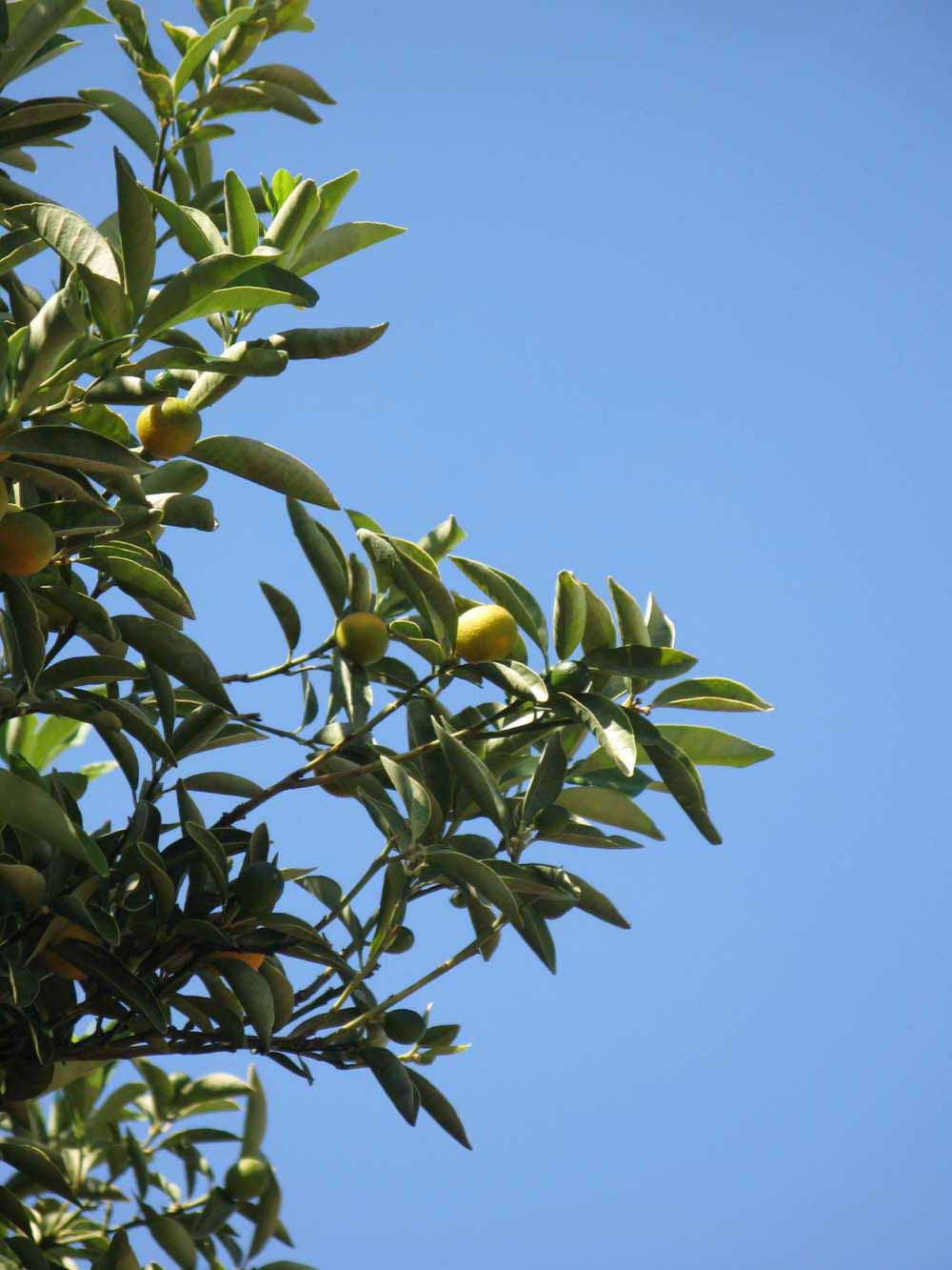              Sun leaves (Winter Haven, FL)       