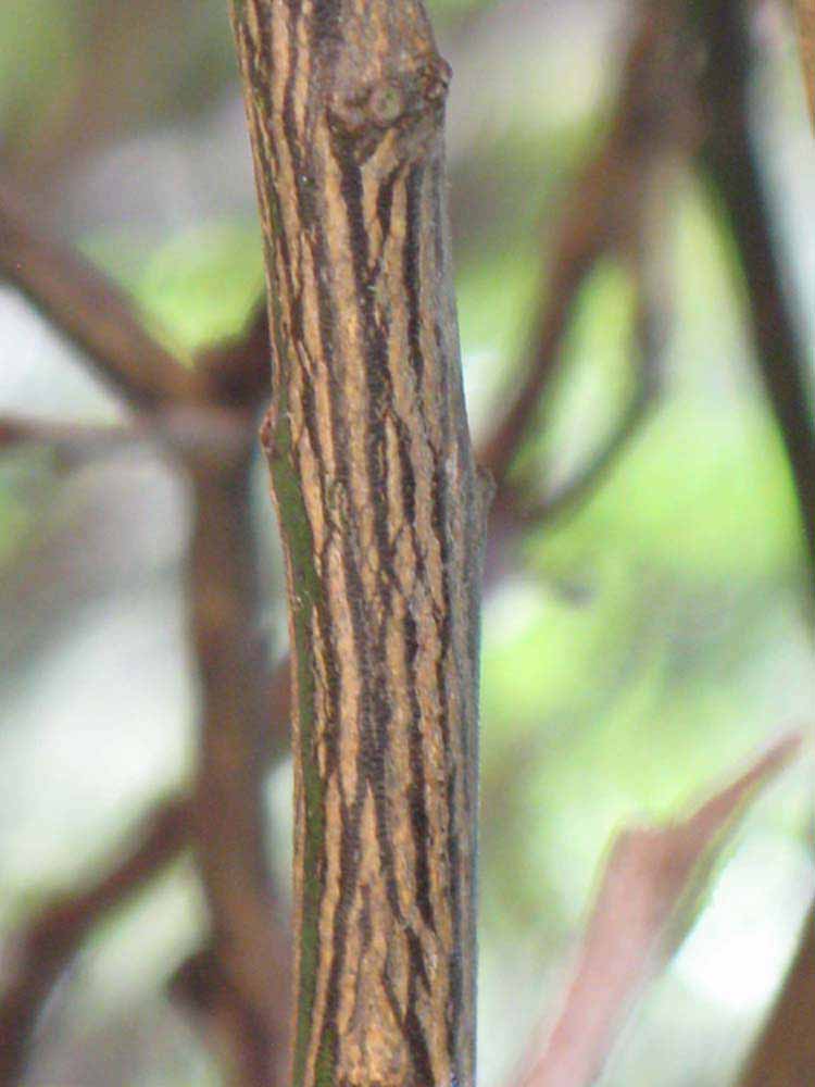              Second - third year twig (Winter Haven, FL)       