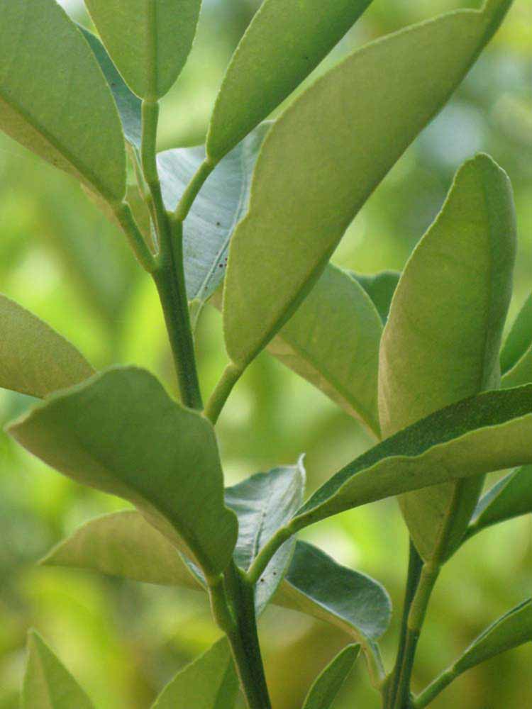            First year twig (Winter Haven, FL)   