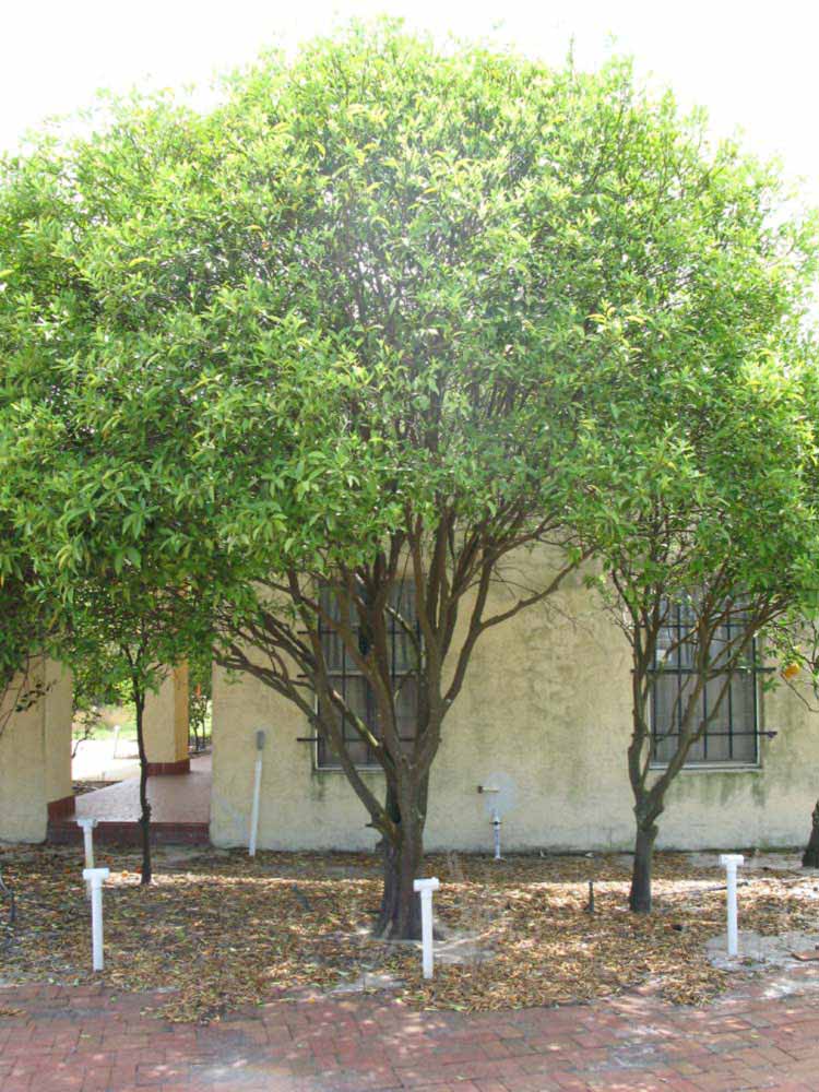            Habit (Winter Haven, FL)   