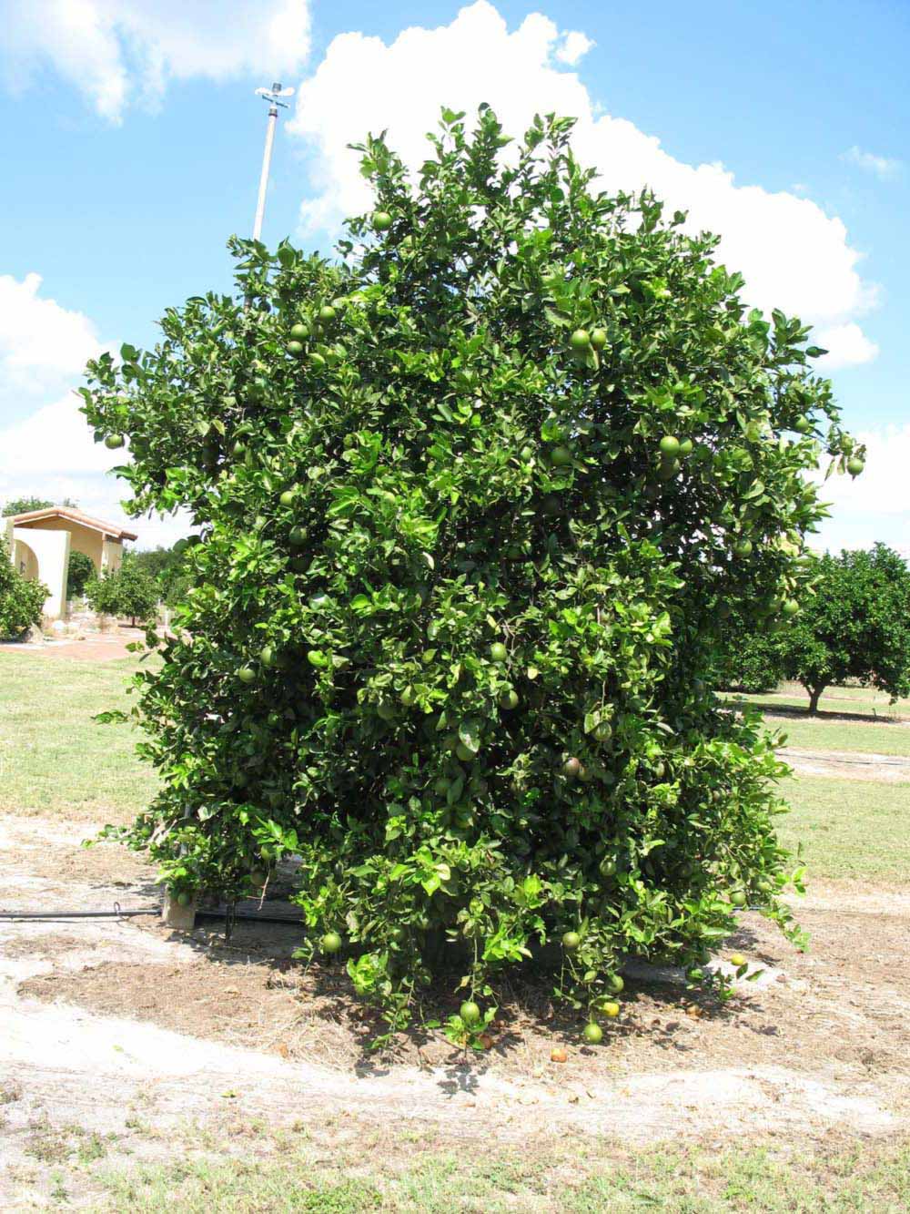            Habit (Winter Haven, FL)   