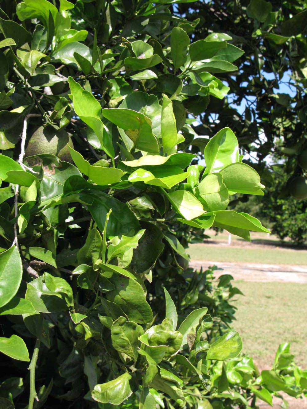              Sun leaves (Winter Haven, FL)       