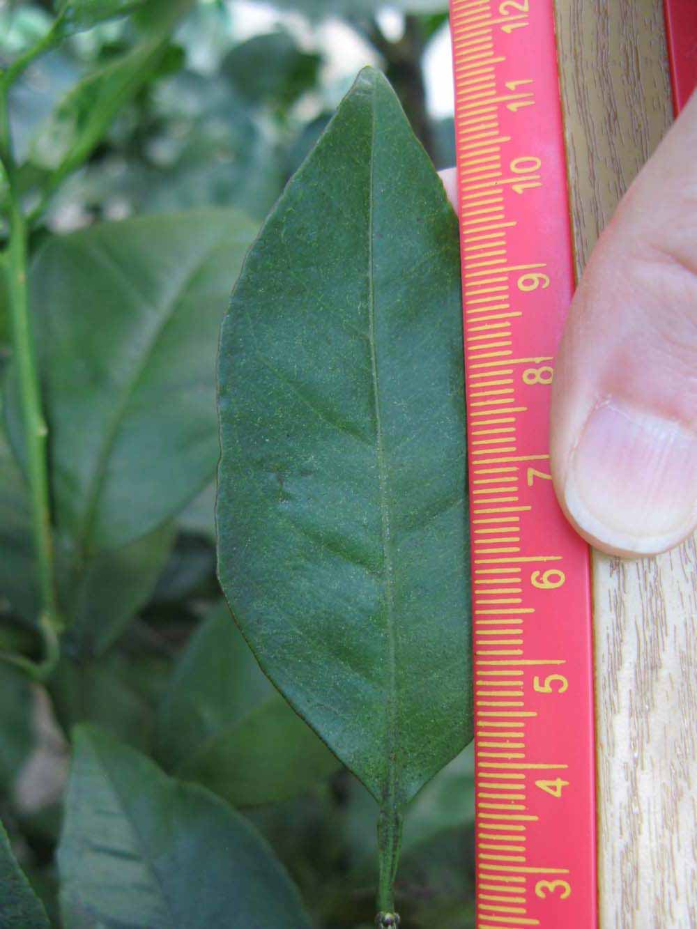              Unifoliolate leaf (Winter Haven, FL)       