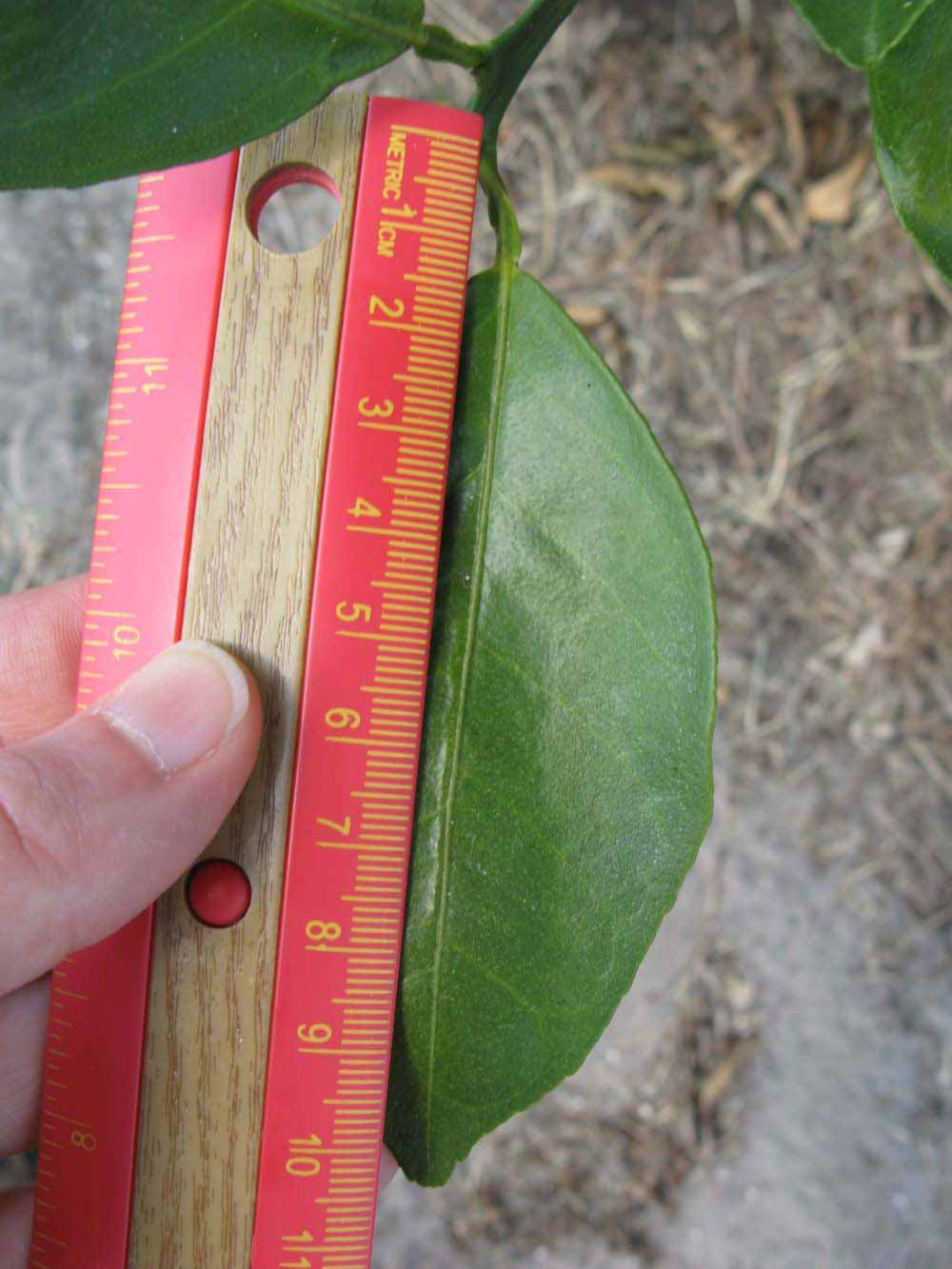              Unifoliolate leaf (Winter Haven, FL)       