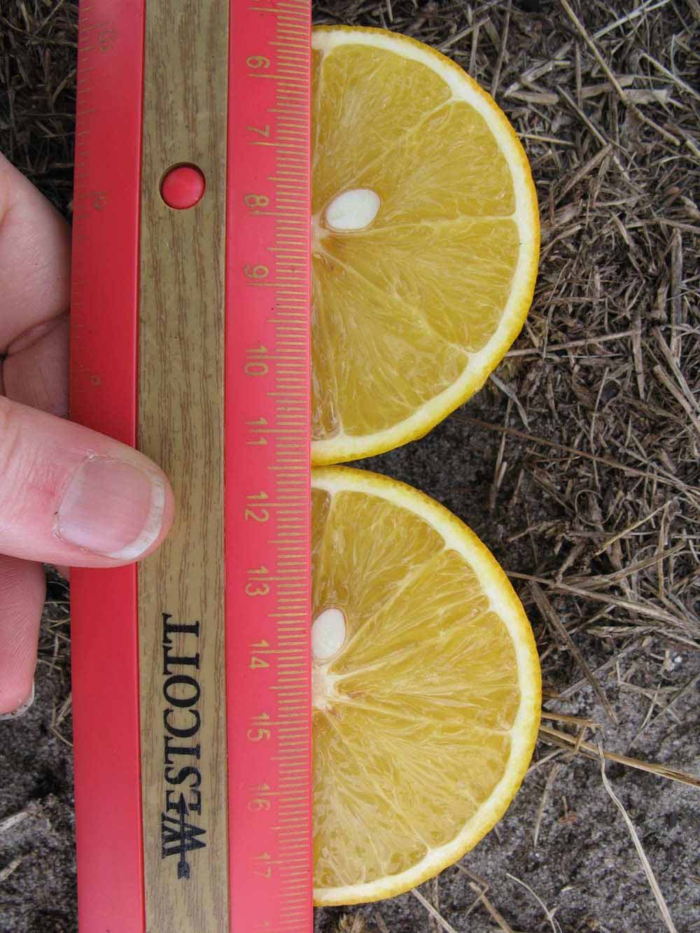              Fruit cross-section (Winter Haven, FL)       