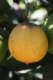            Fruit of  Citrus latifolia           (Bearss, Riverside, CA)   