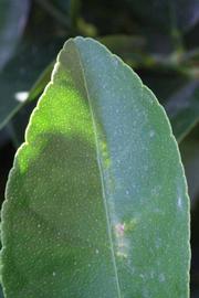              Margin of  Citrus aurantifolia         (Chulo Mexican, Riverside, CA)       