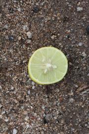              Fruit cross-section of  Citrus aurantifolia         (Chulo Mexican, Riverside, CA)       