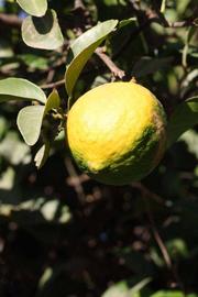            Fruit of  Citrus pennivesiculata          (Moï, Riverside,   CA)   