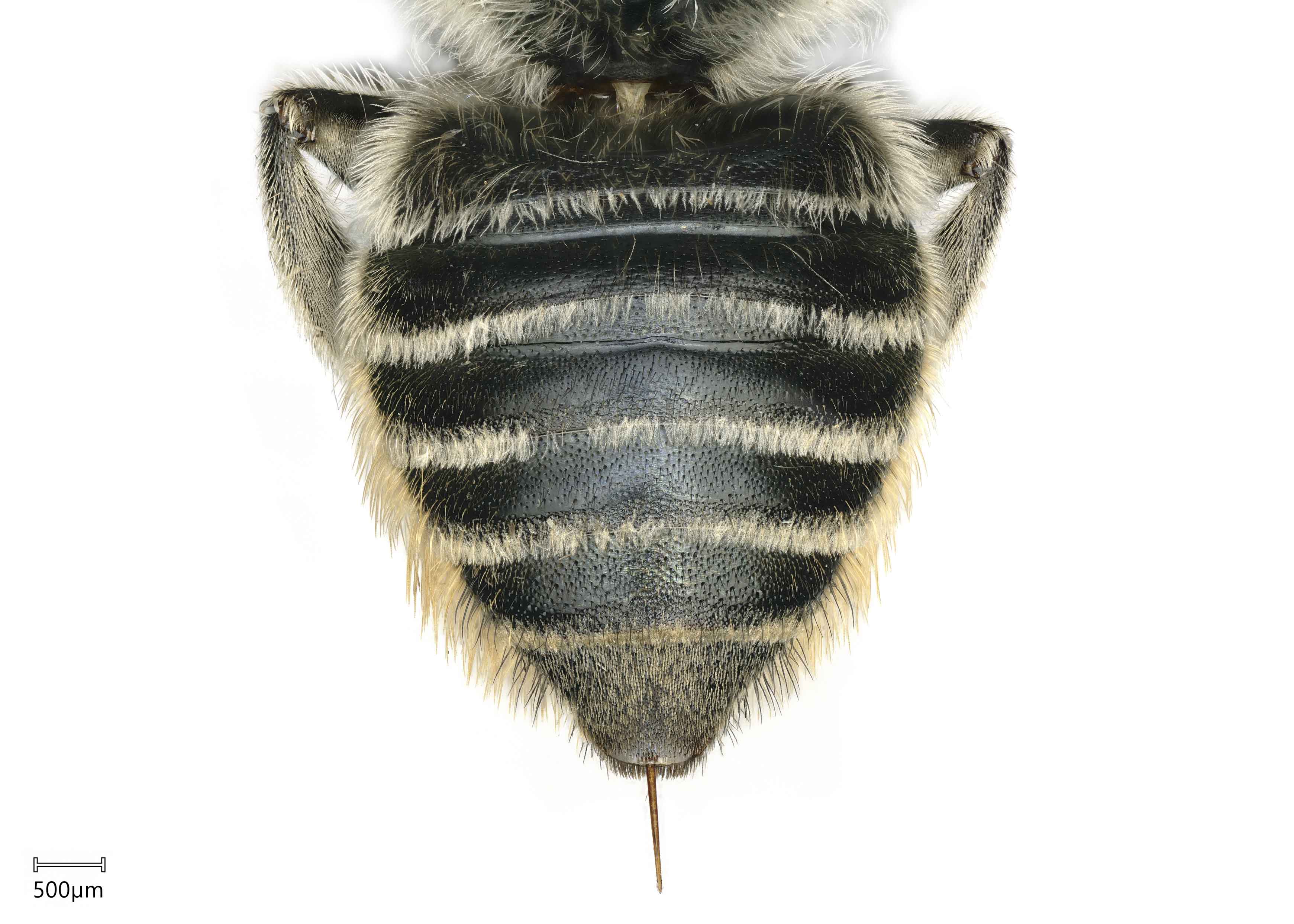   Megachile inscita nbsp;female abdomen, photo: Joshua Hengel 

