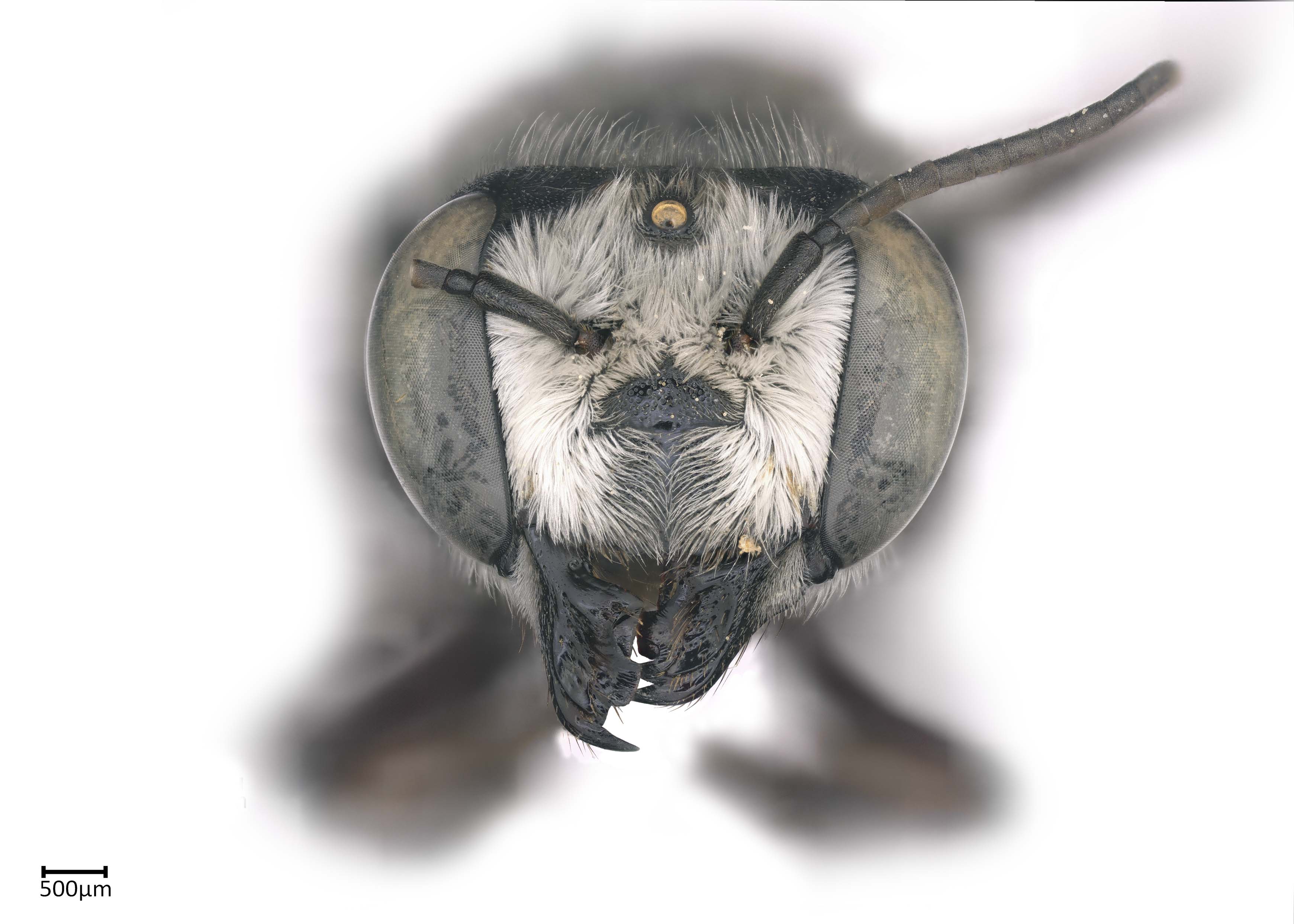   Megachilenbsp;bicolor nbsp;female face, photo:nbsp;Colleen Meidt 

