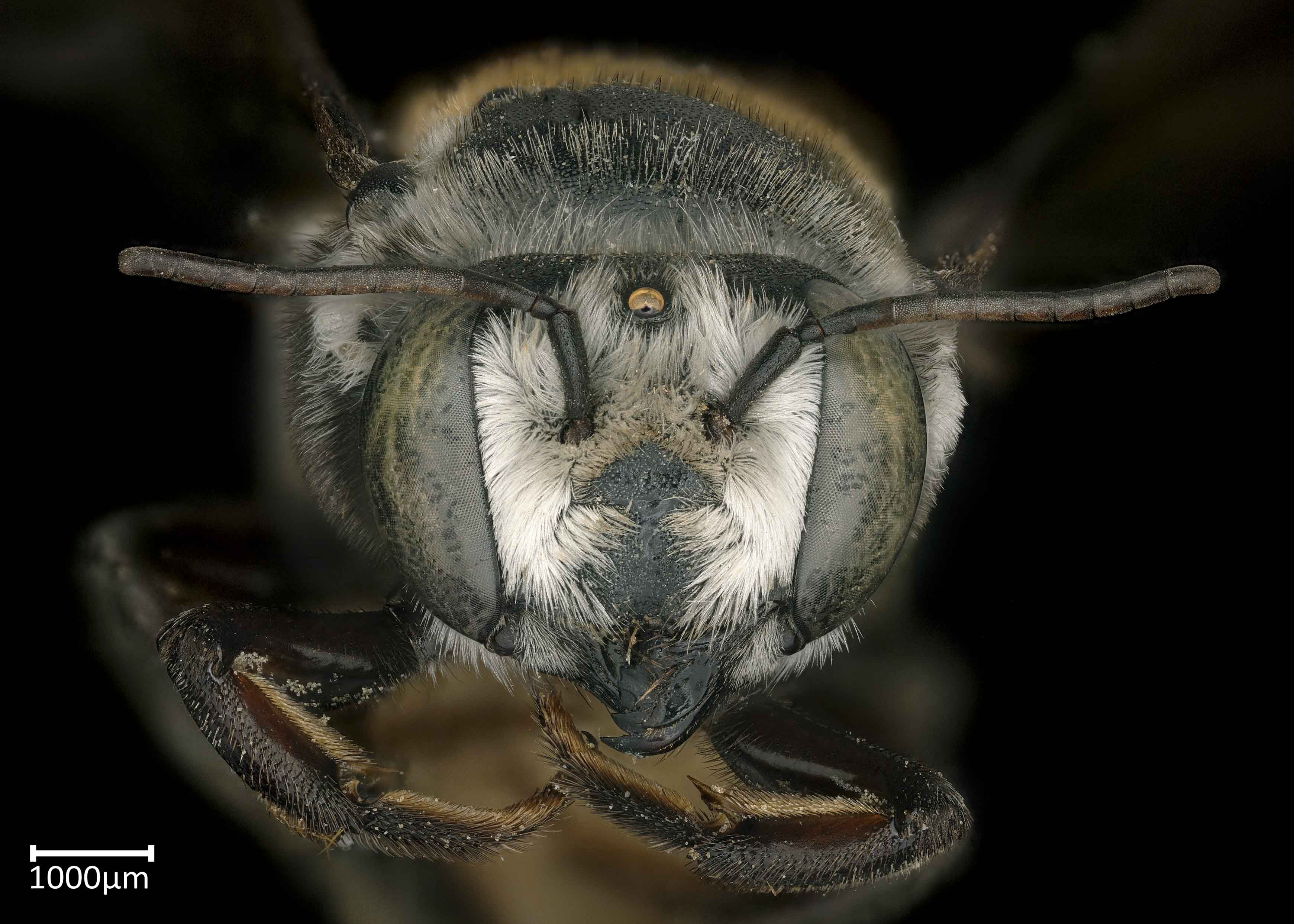   Megachile bicolor  female face, photo: Colleen Meidt 
