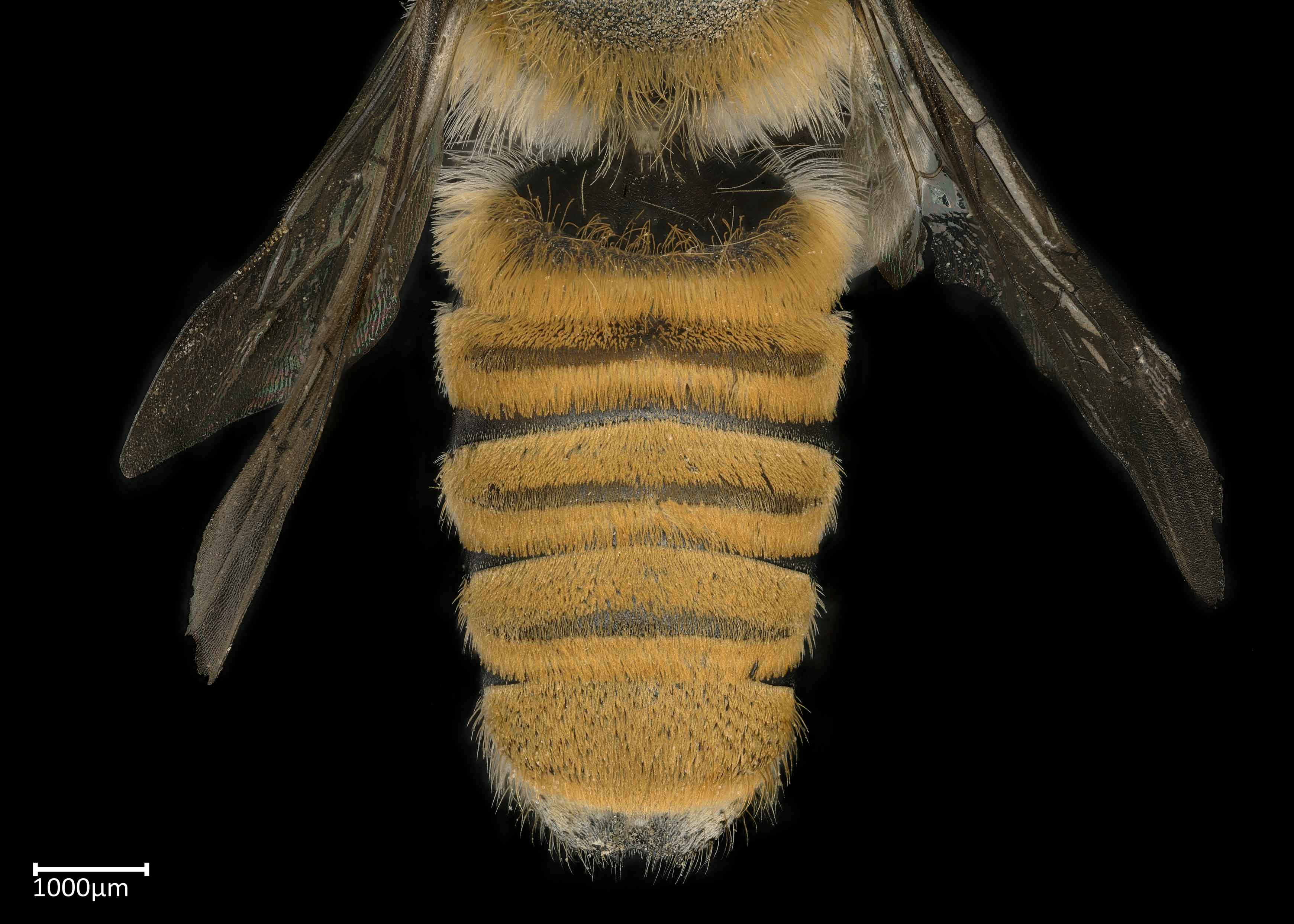   Megachile bicolor  male abdomen, photo: Colleen Meidt 
