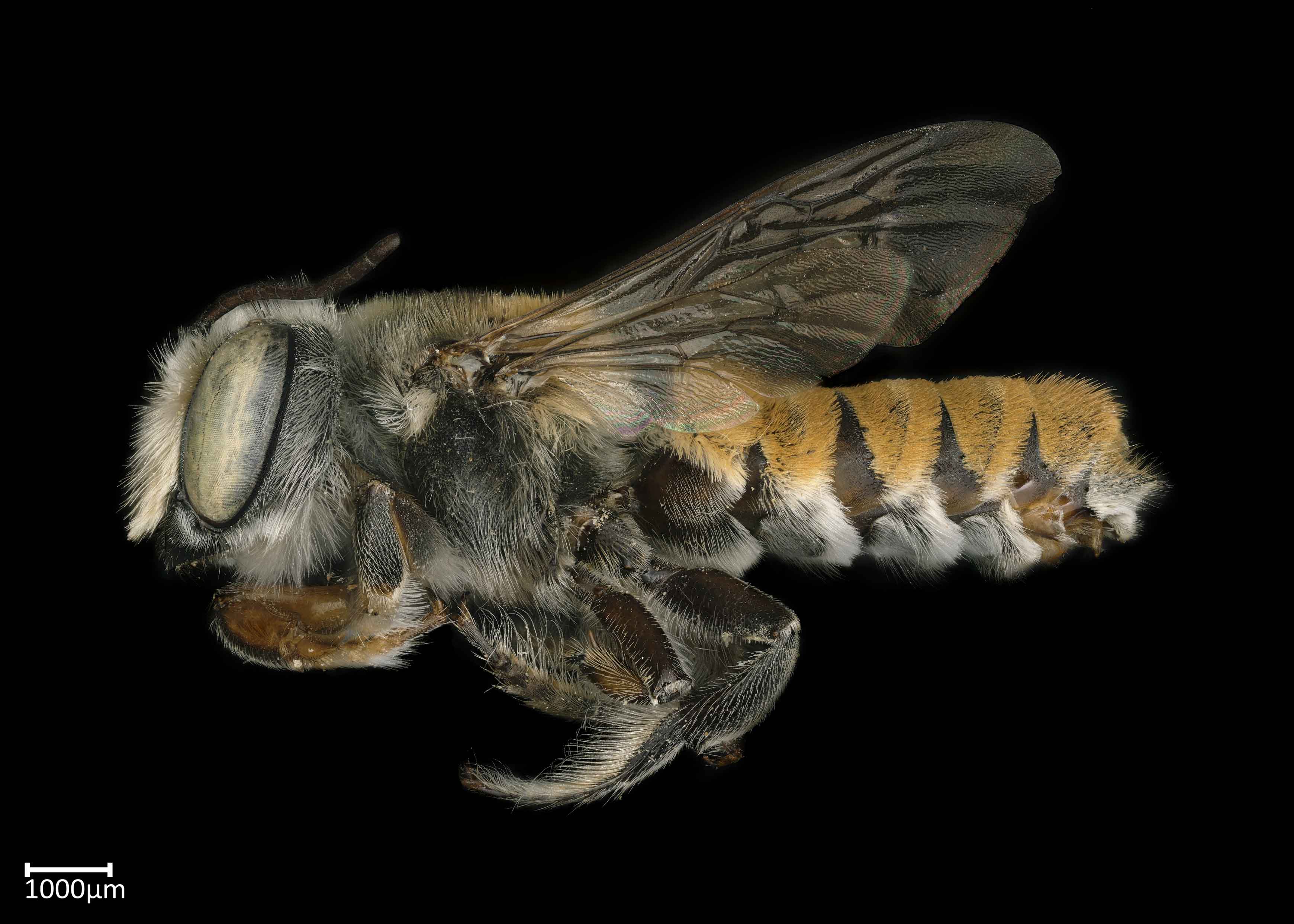   Megachile bicolor  male lateral habitus, photo: Colleen Meidt 
