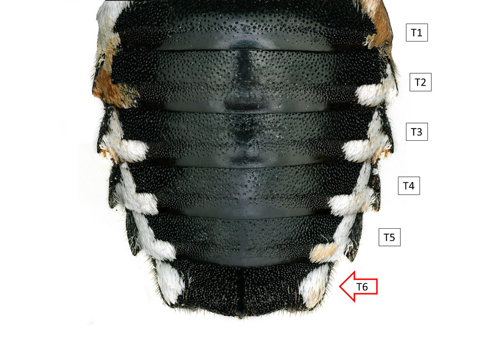 Female metasomal segments