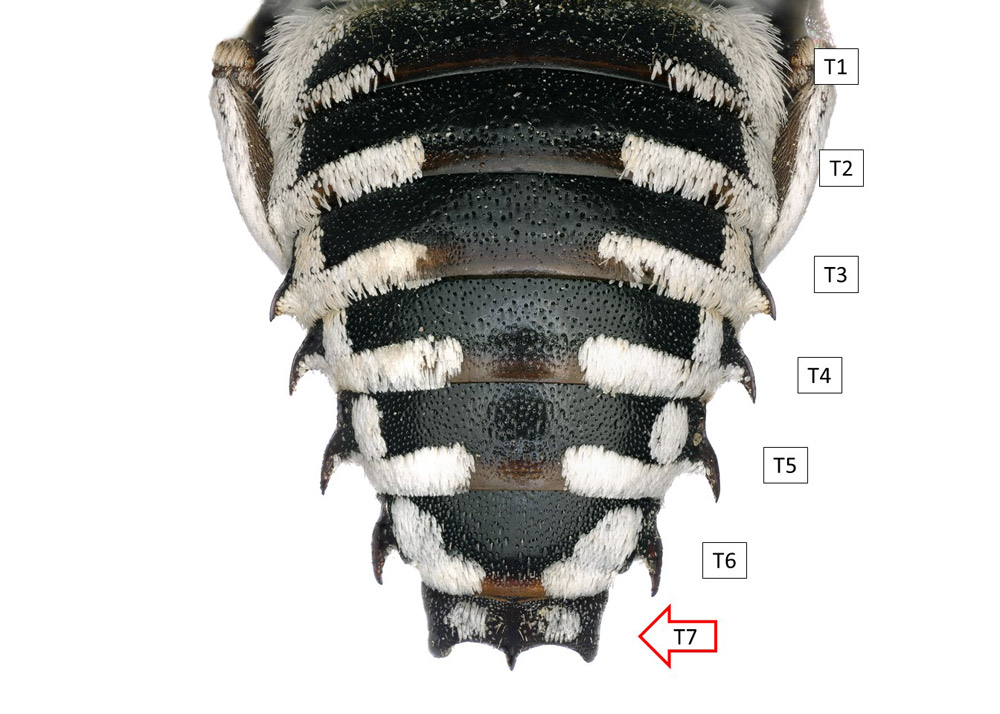 Male metasomal segments
