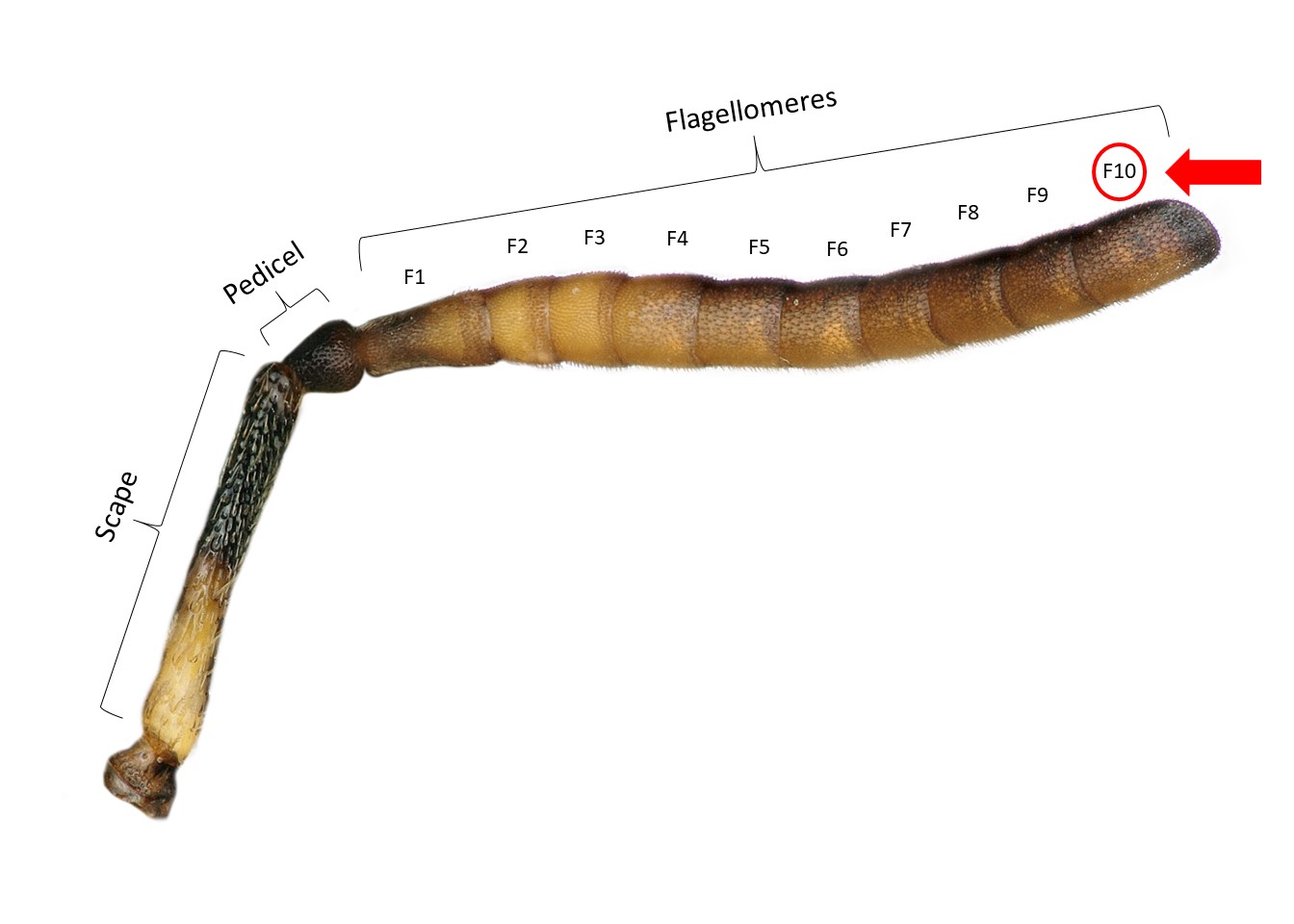 Female antennal segments