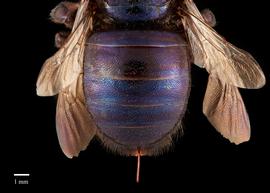  Xylocopa splendidula, female, abdomen, habitus, photo: Colleen Meidt 
