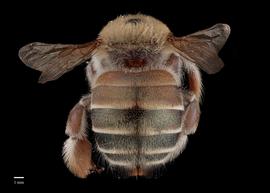  Xylocopa subverescens, female, abdomen, habitus, photo: J. Scott Adams 

