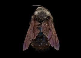  Xylocopa irisnbsp;male abdomen, photo: J. Scott Adams 
