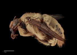  Xylocopa inconstans, male, lateral, habitus, photo: J. Scott Adams 

