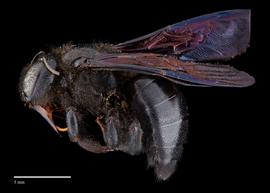  Xylocopa sicheili, female lateral, photo: Brooke Bagot 
