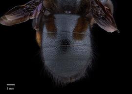  Xylocopa lugubris female abdomen, photo: Colleen Meidt 
