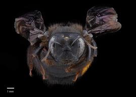  Xylocopa lugubris female face, photo: Colleen Meidt 
