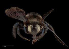  Xylocopa californicus male face, photo: J. Scott Adams
