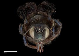  Xylocopa californicus female face, photo: J. Scott Adams 
