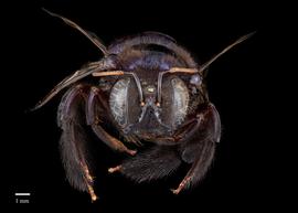  Xylocopa splendidula, female, face, habitus, photo: Colleen Meidt 
