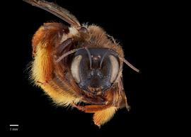  Xylocopa rufipes female face, photo: Brooke Bagot 
