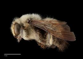  Xylocopa bentoni, lateralnbsp;male, photo: Brooke Bagot 

