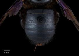  Xylocopa amethystina, female abdomen, photo: Colleen Meidt 
