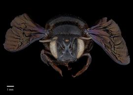  Xylocopa amethystina, female face, photo: Colleen Meidt 
