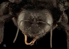  Xylocopa perforator, female face, photo: J. Scott Adams 
