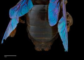  Xylocopa tenuiscapa,nbsp;male abdomen, photo: Colleen Meidt 

 nbsp; 
