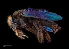  Xylocopa tenuiscapa,nbsp;male lateral, photo: Colleen Meidt 

 nbsp; 
