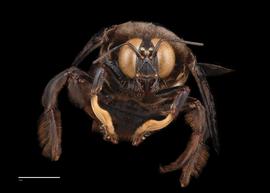  Xylocopa tenuiscapa, male face, photo: Colleen Meidt 

 nbsp; 
