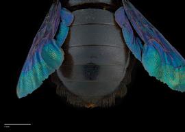  Xylocopa tenuiscapa, female abdomen, photo: J. Scott Adams 
