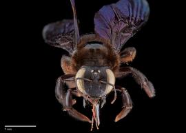  Xylocopa auripennis female face, photo: Brooke Bagot 
