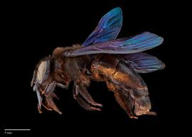  Xylocopa auripennisnbsp;female lateral, photo: Brooke Bagot 
