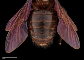  Xylocopa nasalisnbsp;male abdomen, photo: Brooke Bagot 
