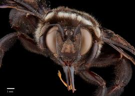 Xylocopa nasalisnbsp;male face, photo: Brooke Bagot 

