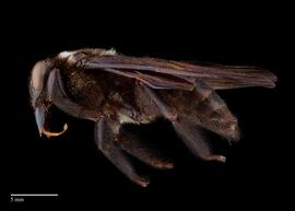  Xylocopa nasalisnbsp;male lateral, photo: Brooke Bagot 
